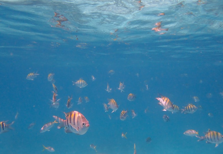 alligatorreefsnorkel-islamorada-carmenmalex-2018-111