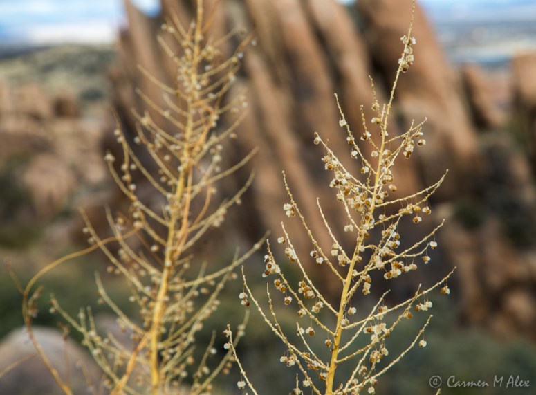 constellationhike-2019-carmenalex-518