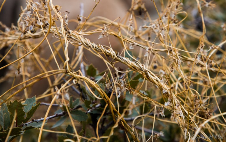 constellationhike-2019-carmenalex-521