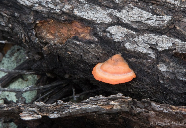 constellationhike-2019-carmenalex-631