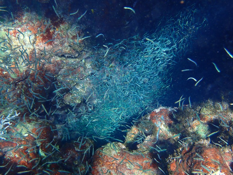 Bahamas-Abaco-GumelemiCayReef-CarmenMAlex-2019-400