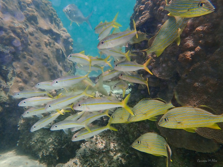 Bahamas-Abaco-MermaidReef-CarmenMAlex-2019-573