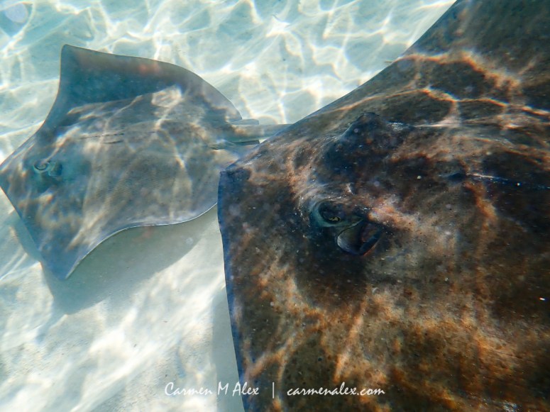 BAH-Manjack-Stingrays-CarmenMAlex-074sm