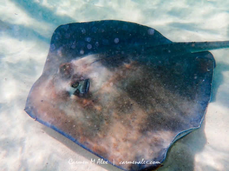 BAH-Manjack-Stingrays-CarmenMAlex-111-Edit