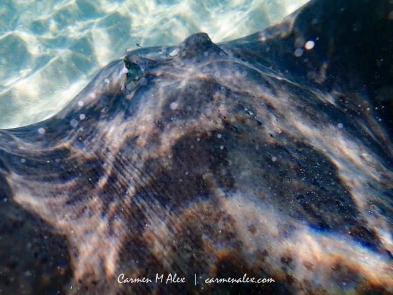 BAH-Manjack-Stingrays-CarmenMAlex-152